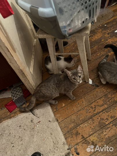 Котята белый и серый в добрые руки