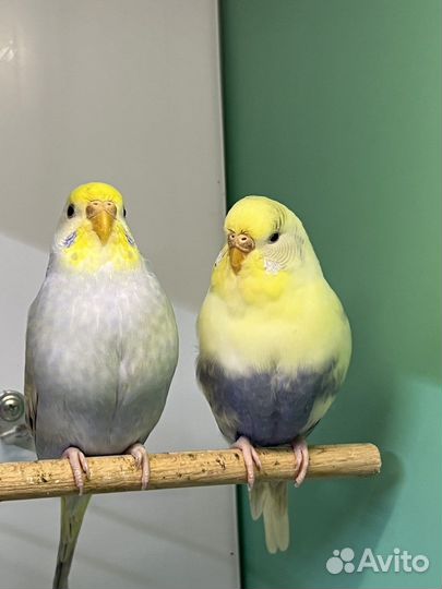 Волнистые попугаи девочки радужные пинто