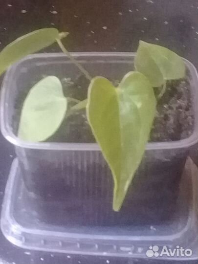 Продаю цветы