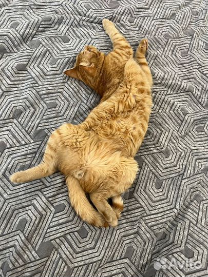 Кот в добрые руки