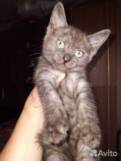 Котята в добрые руки бесплатно