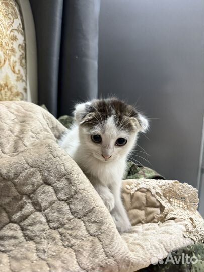 Вислоухие котята в добрые руки