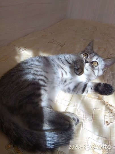 Британские котята