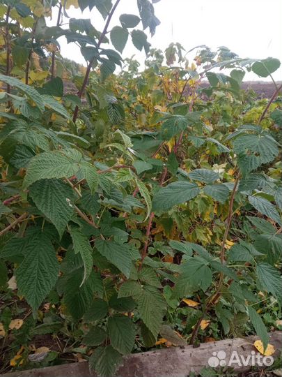 Рассада огурцов Саженцы малины