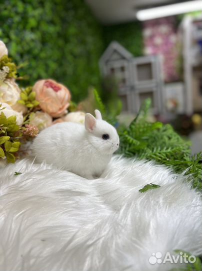 Мини кролики ручные