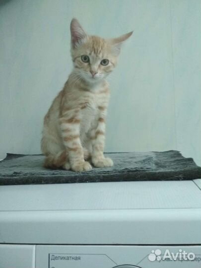 Рыжий котенок мальчик