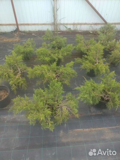 Можжевельники стелющиеся