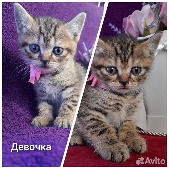 Шотландская