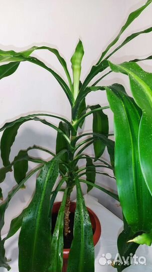 Драцена массанджеана