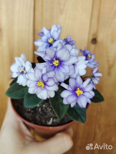 Фиалки сортовые