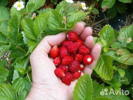 Земляника садовая ремонтантная саженцы