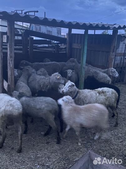 Овцы бараны