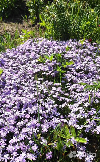 Лилия, очиток, флоксы, астра, ирисы, малина