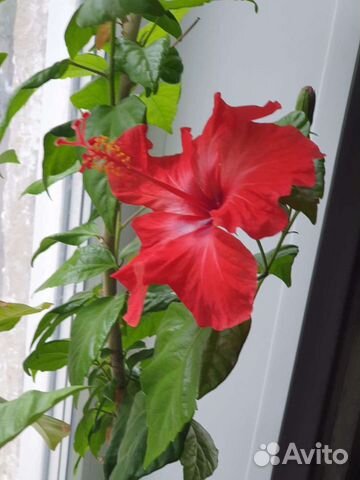 Гибискус китайская роза