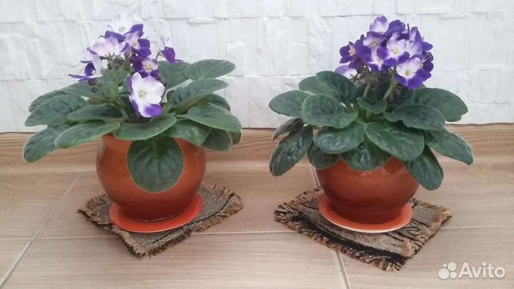 Фиалки, комнатные растения