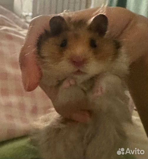 Сирийский хомяк бесплатно