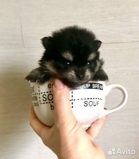 Померанский шпиц