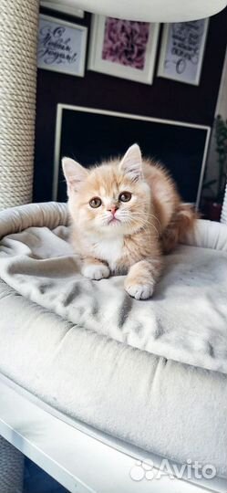 Продажа шотландских котят