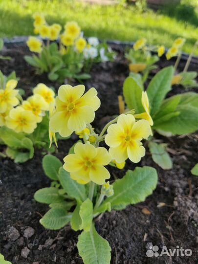 Примула жёлтая