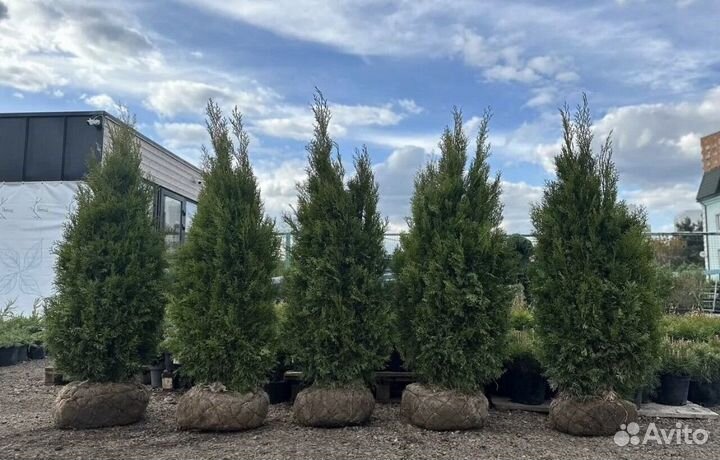 Туя смарагд