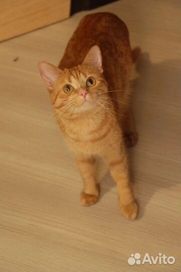 Молоденькая кошечка Злата ищет дом