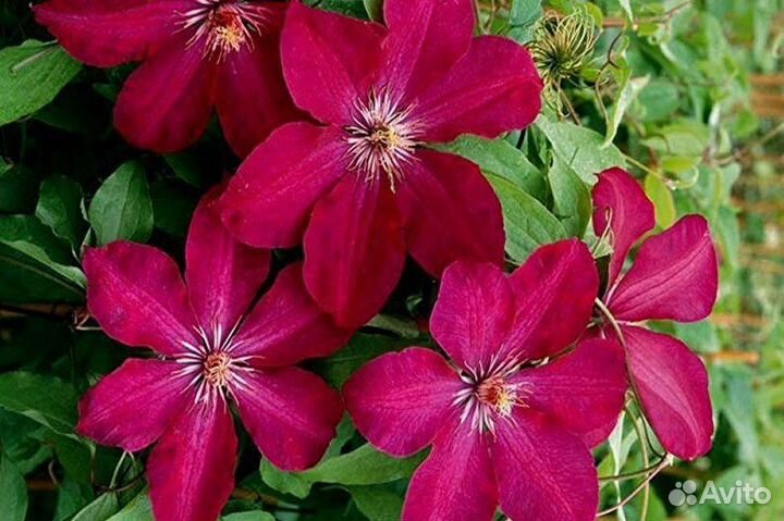 Саженцы клематиса