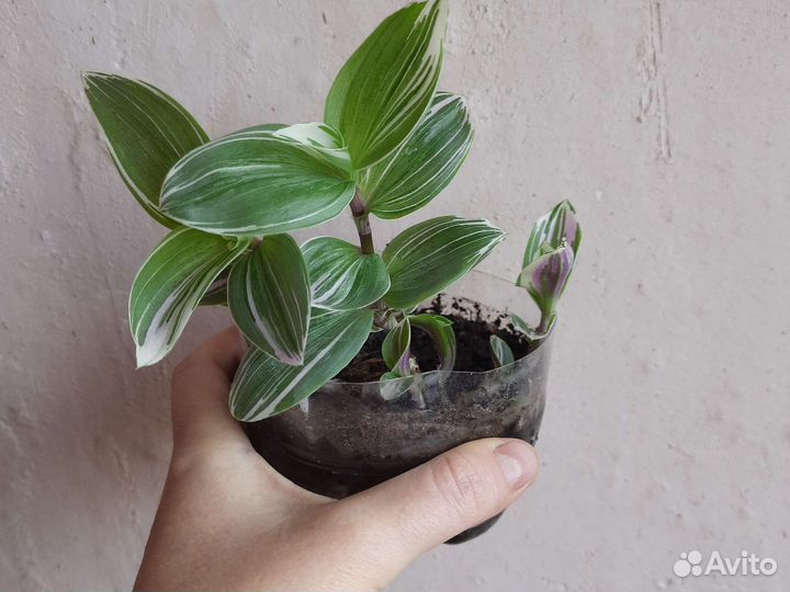 Традесканция 3 вида