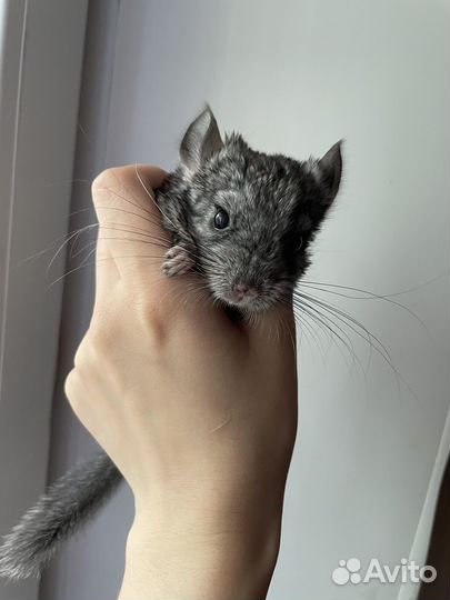 Шиншилла