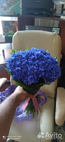 Васильки цветы