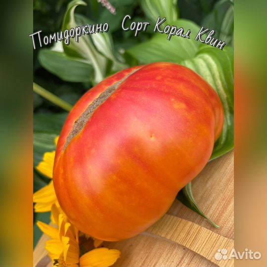 Семена желто-красных томатов