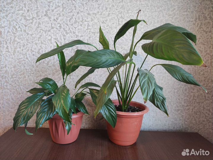 Спатифиллум