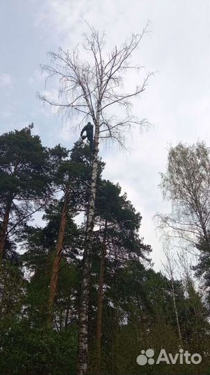 Удаление деревьев
