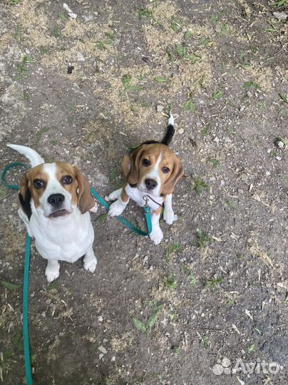 Воспитание и дрессировка щенка