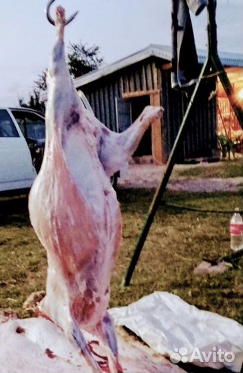 Ягнята на мясо-забой халяль