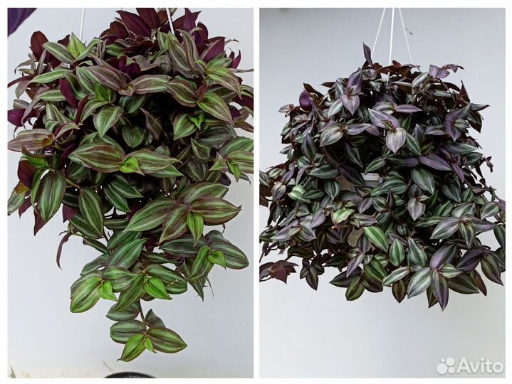 Кашпо традескация, плектрантус,аптения,оттона