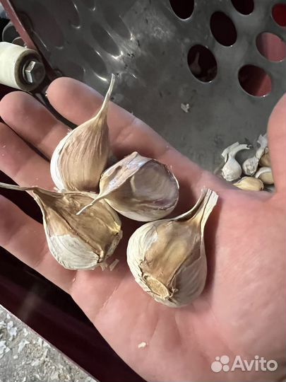 Семенной озимый чеснок Любаша, Богатырь. Семена