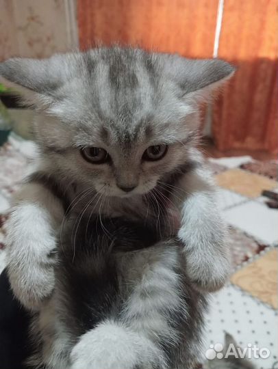 Шотландские котята