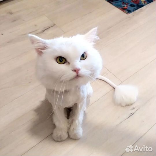 Ветеринарный врач. Выезд на дом