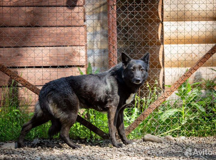Отдам собаку в добрые руки