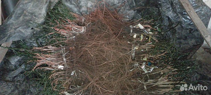 Саженцы винограда Мариновский Изабелла