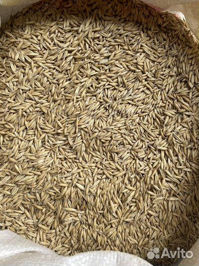 Овес голозерный, в оболочке семена