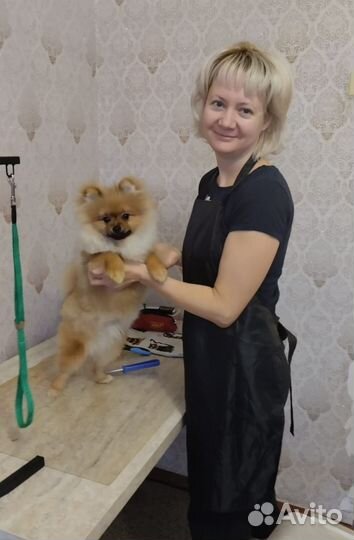 Стрижка собак с выездом на дом