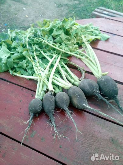 Редька лечебная, зелень кинза, укроп