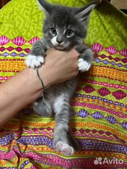 Котята мейн-кун