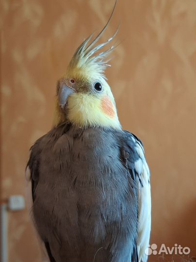 Улетел попугай корелла