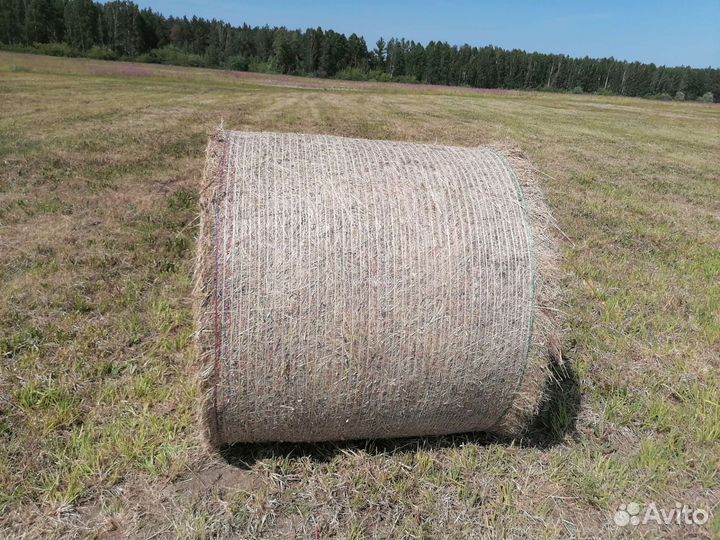 Продам сено в рулонах 2023