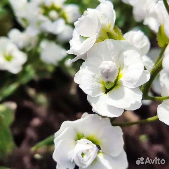 Арабис махровый