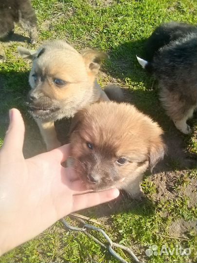 Щенки девочки от маленькой собачки