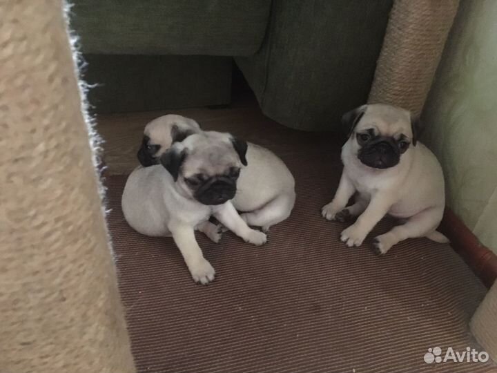 Щенки мопс