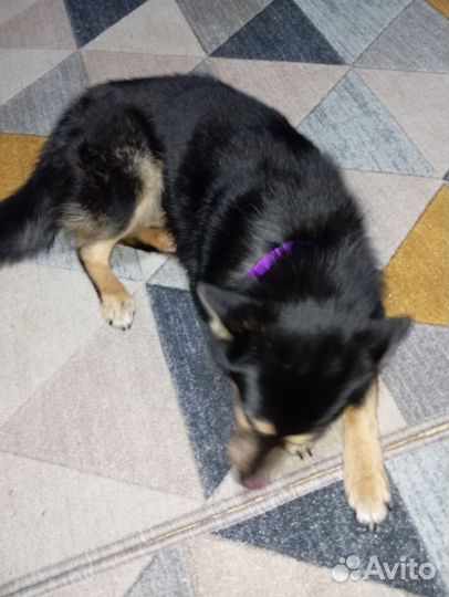 Собака в добрые руки щенок